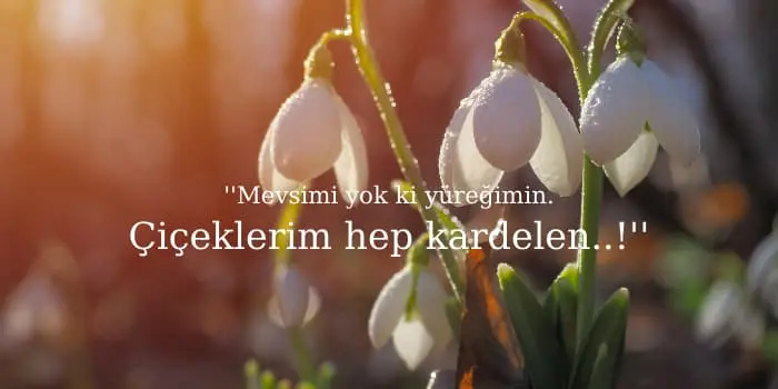 kardelen çiçeği sözleri